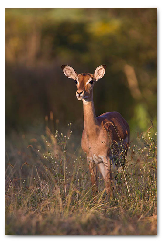 impala in wild flowers kge