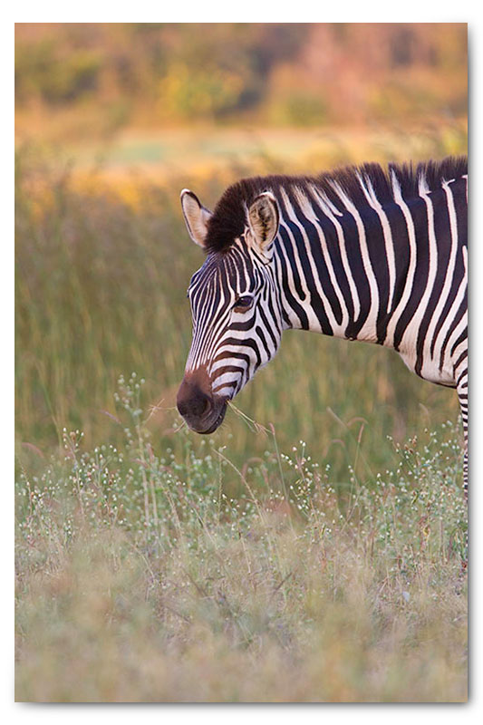 zebra eating wild flowers kge