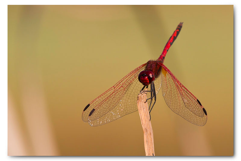 red dragonfly on reed stalk
