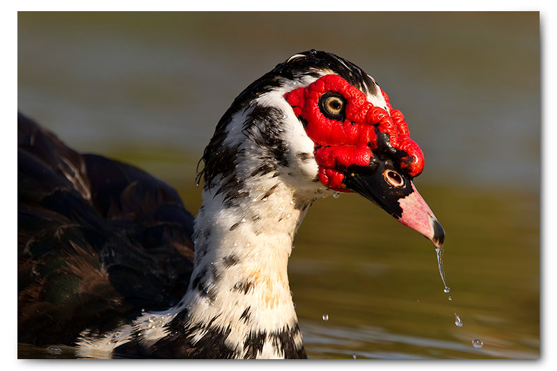mascovy drake duck in water