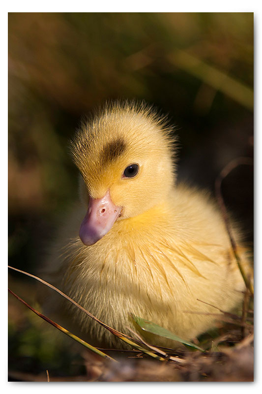 mascovy duckling close up