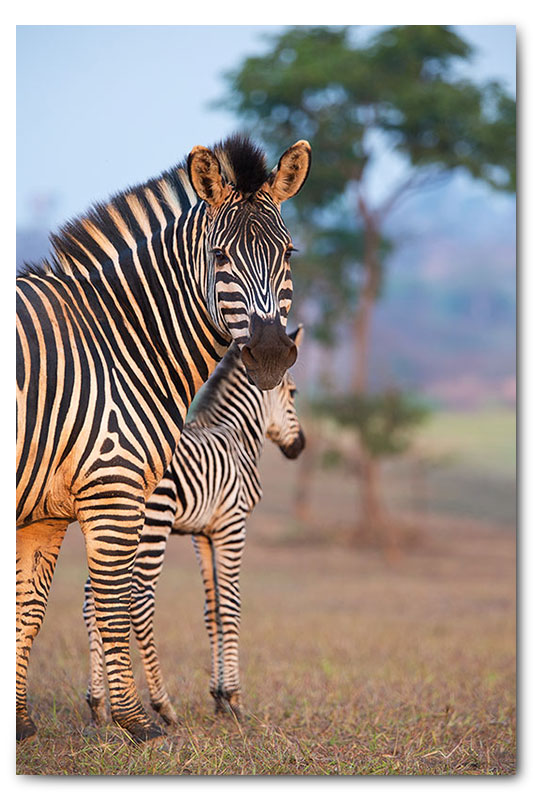 zebra and calf