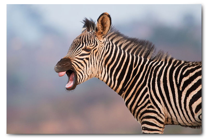baby zebra calf yawning