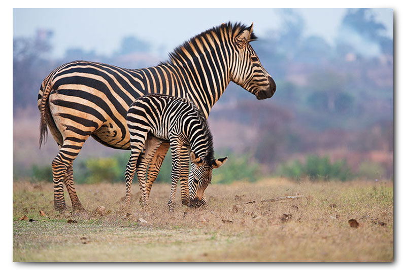 zebra and calf baby zebra