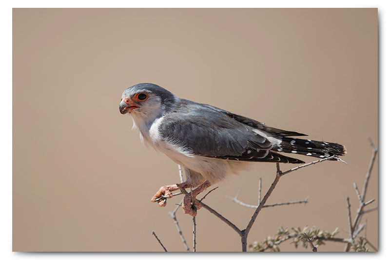 pygmy falcon