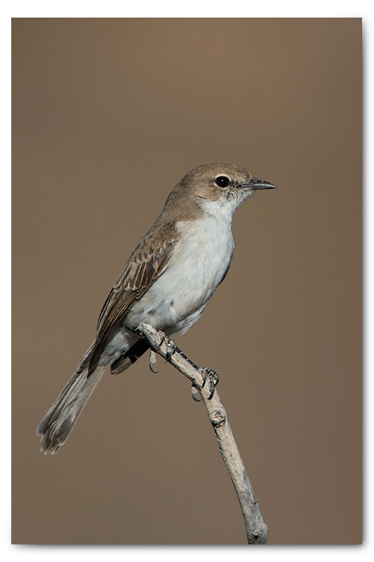 marico flycatcher