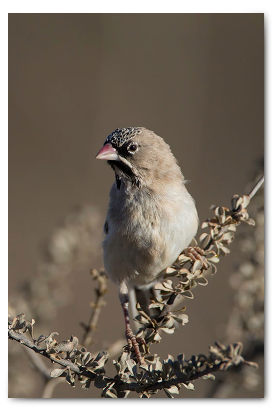 scaly feathered finch