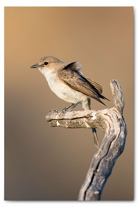 Marico flycatcher kgalagadi