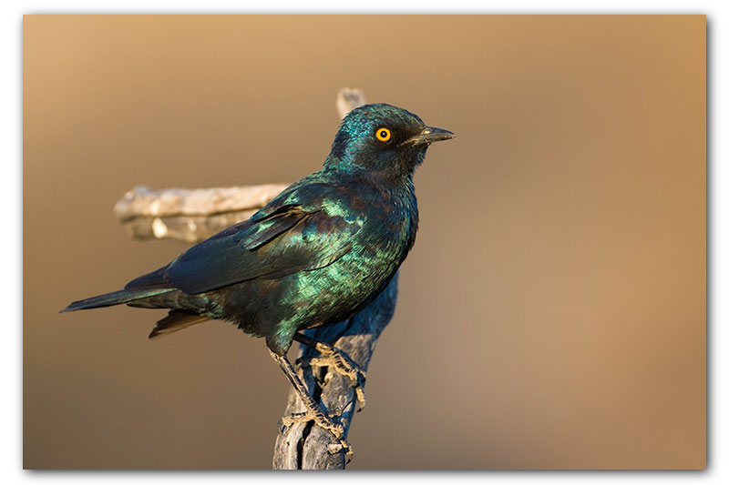 glossy starling kgalagadi