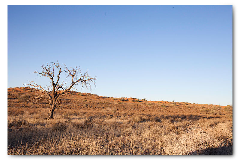 kgalagadi landscape tree grass