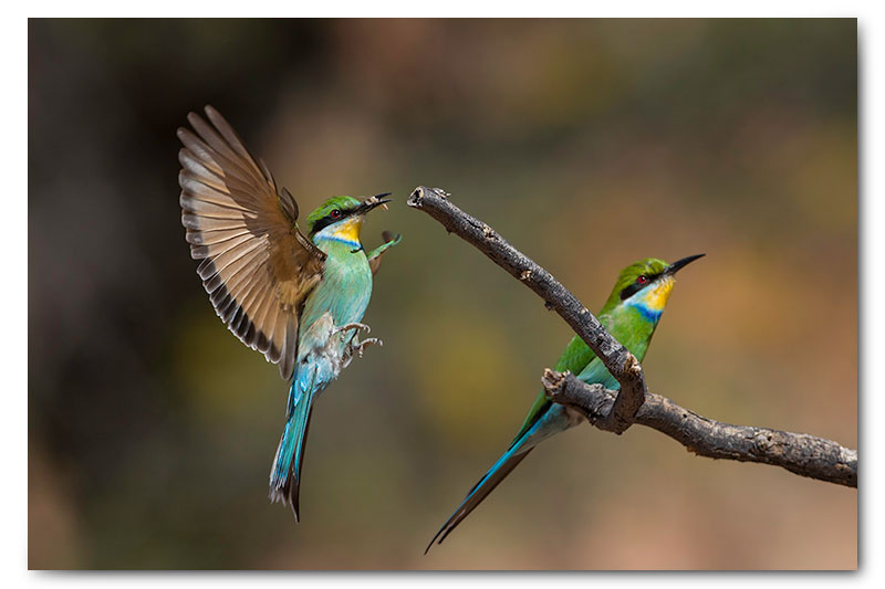 swallow tailed bee-eater landing kgalagadi