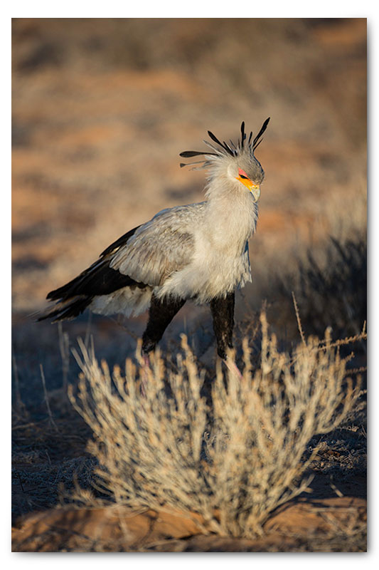 secretary bird kgalagadi