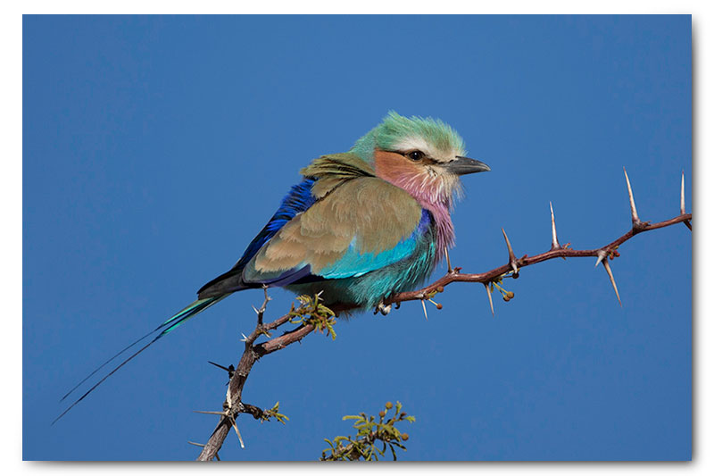 lilac breasted roller