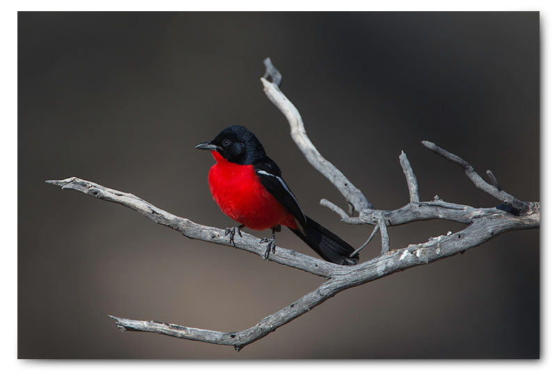 crimson breasted shrike kgalagadi