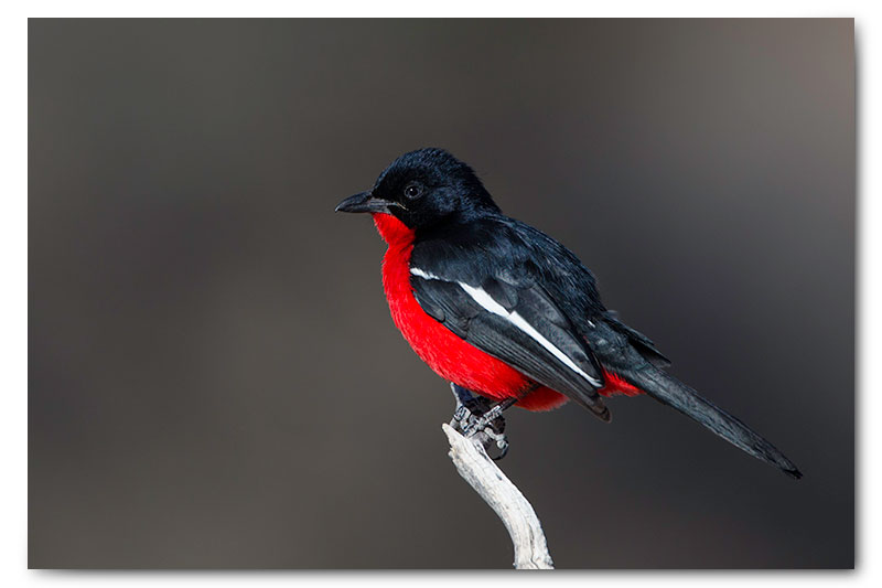 Crimson breasted shrike kgalagadi