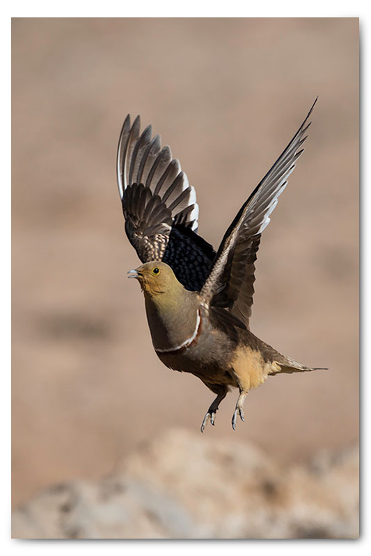 sandgrouse in kgalagadi