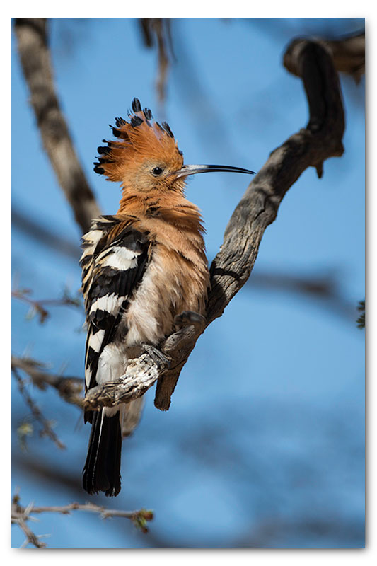 african hoopoe in kgalagadi