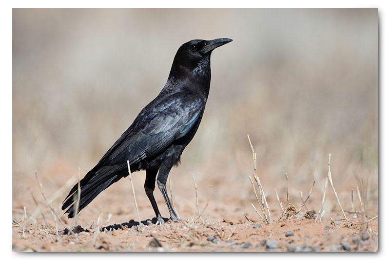 black crow in kgalagadi