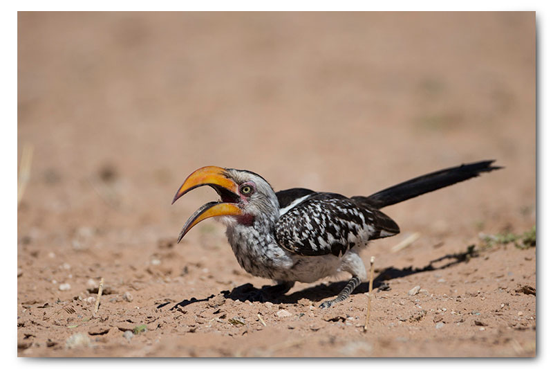 yellow billed hornbill in kgalagadi