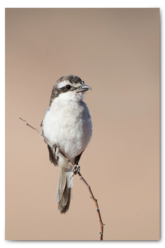 fiscal flycatcher in kgalagadi