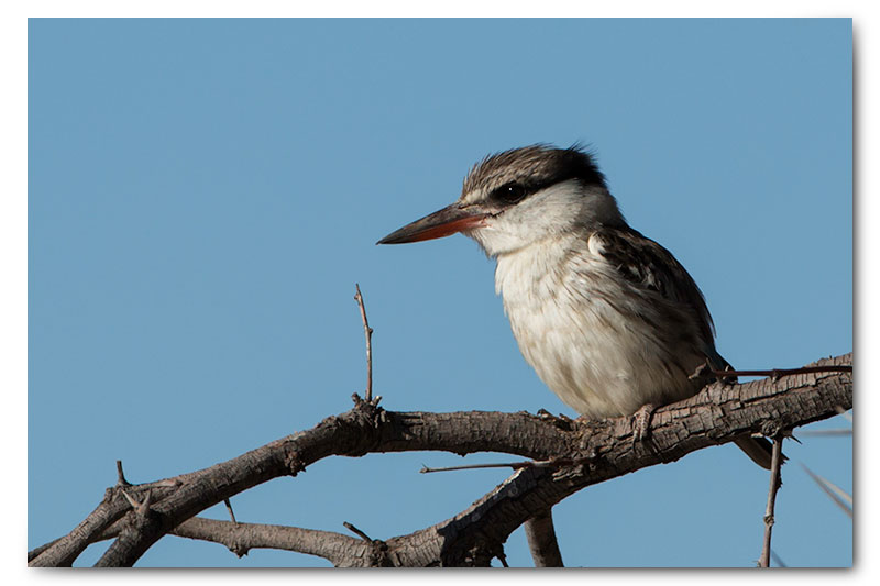 striped kingfisher in kgalagadi