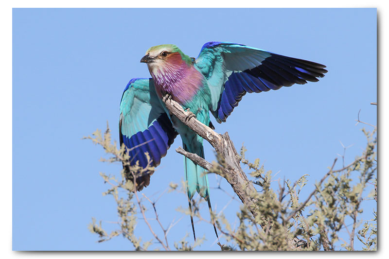 lilac breasted roller landing in kgalagadi