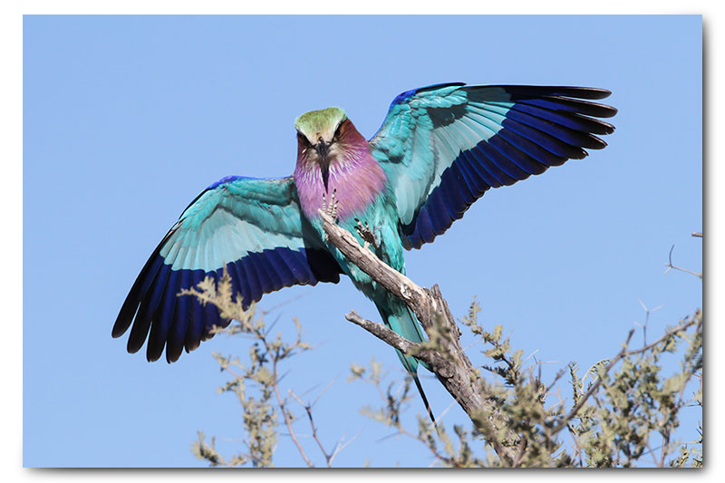 lilac breasted roller landing in kgalagadi