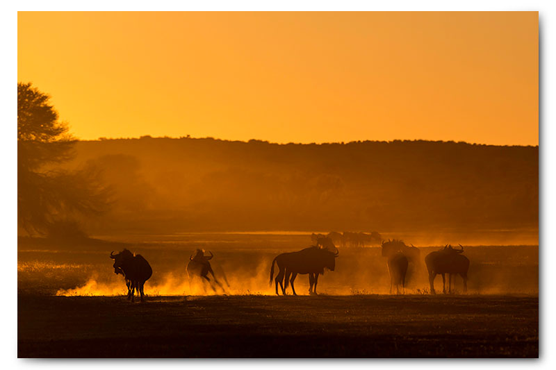 wildebeest in dust at sunrise in kgalagadi