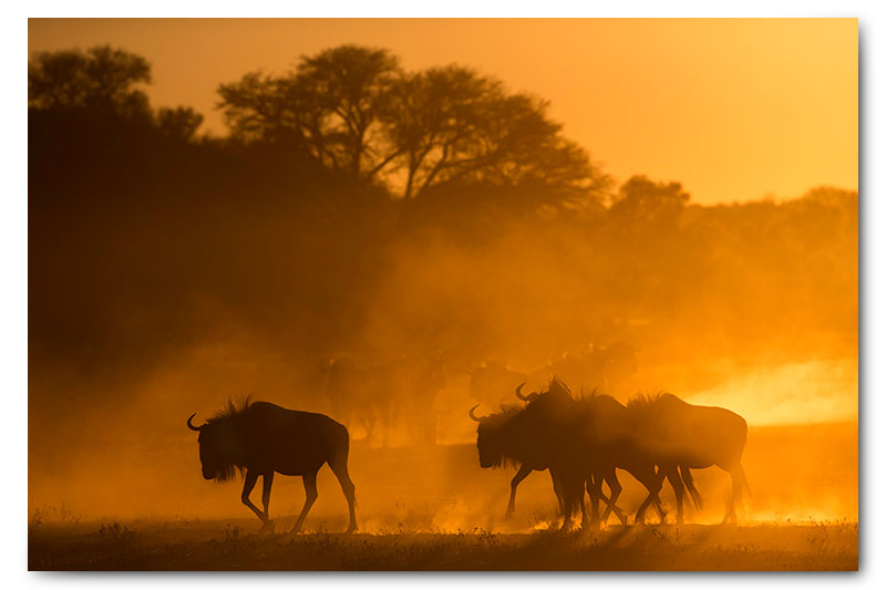 wildebeest in dust at sunrise in kgalagadi