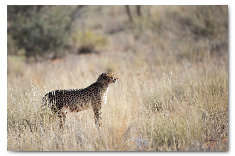 cheetah in kgalagadi