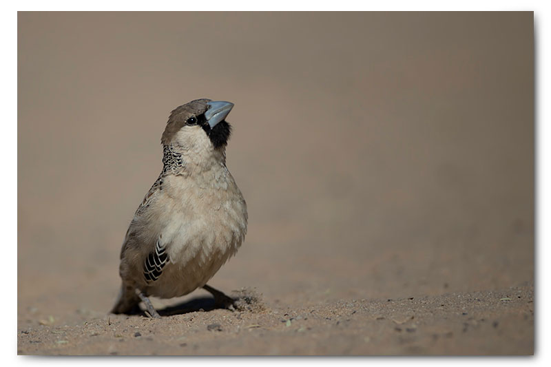 socialble weaver in kgalagadi