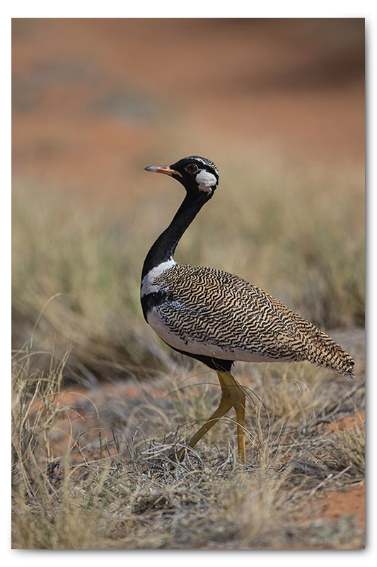 black korhaan in kgalagadi