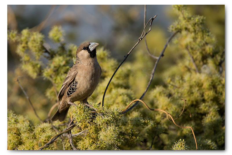 socialble weaver in kgalagadi