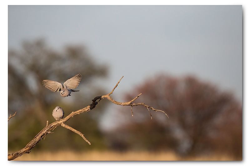 doves in kgalagadi