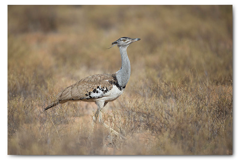 kori bustard in kgalagadi