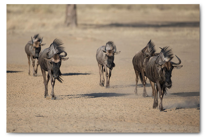 wildebeest in kgalagadi