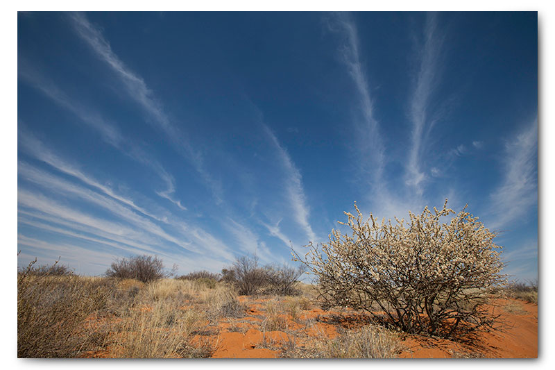 kalahari kgalagadi landscape