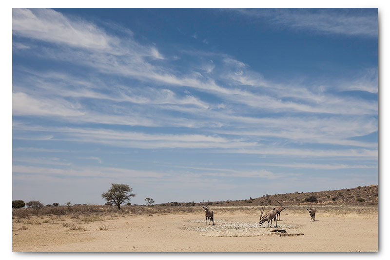 gemsbok at waterhole in kalahari kgalagadi