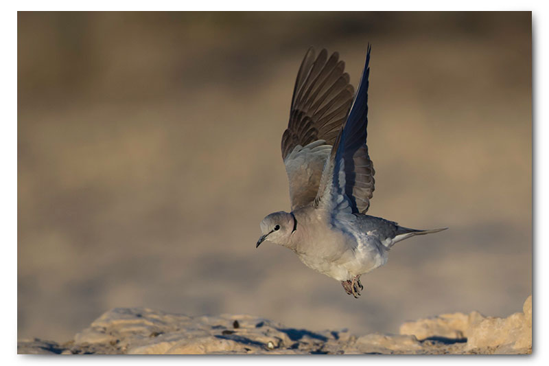 cape turtle dove takeoff