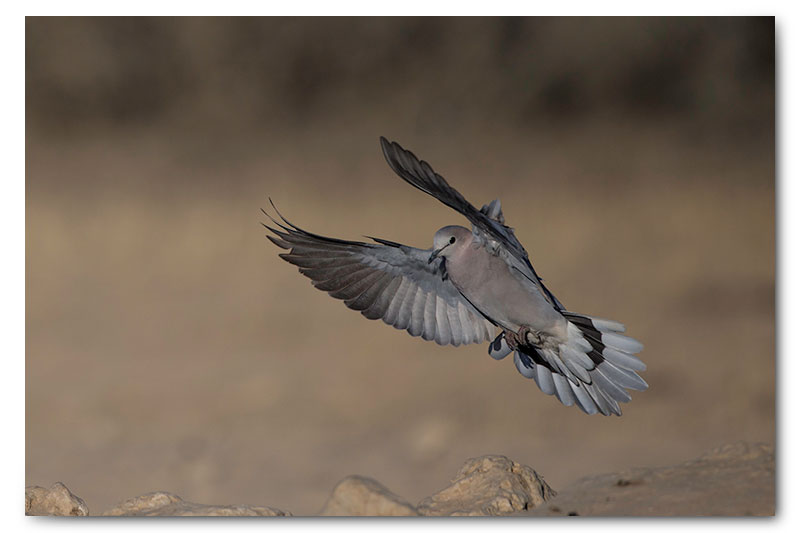 caoe turtle dove landing