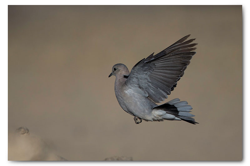 cape turtle dove landing