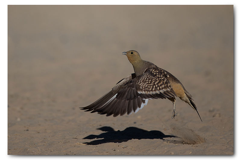 sandgrouse takeoff