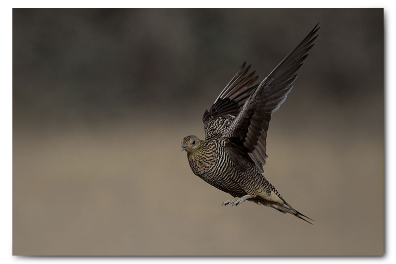 sandgrouse landing