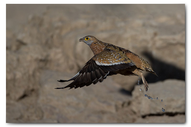 sandgrouse takeoff