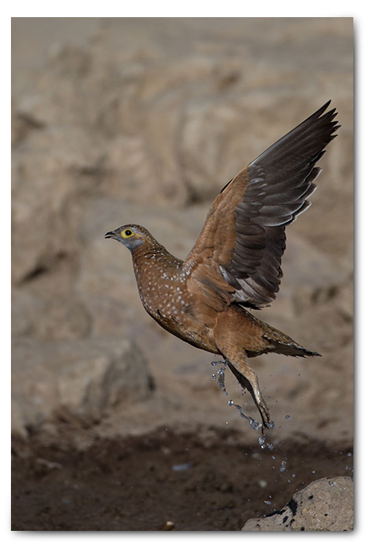 sandgrouse takeoff