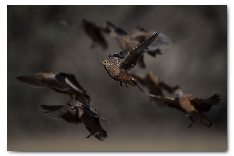 sandgrouse flying coming in to land