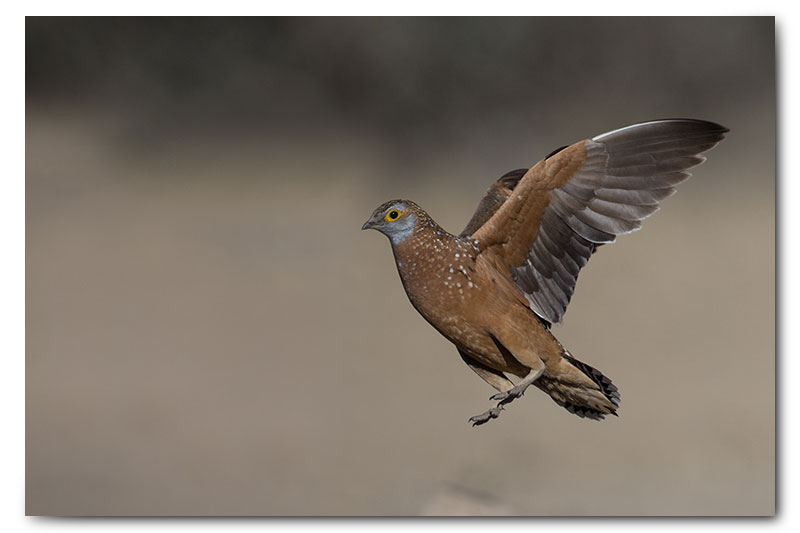 sandgrouse in flight