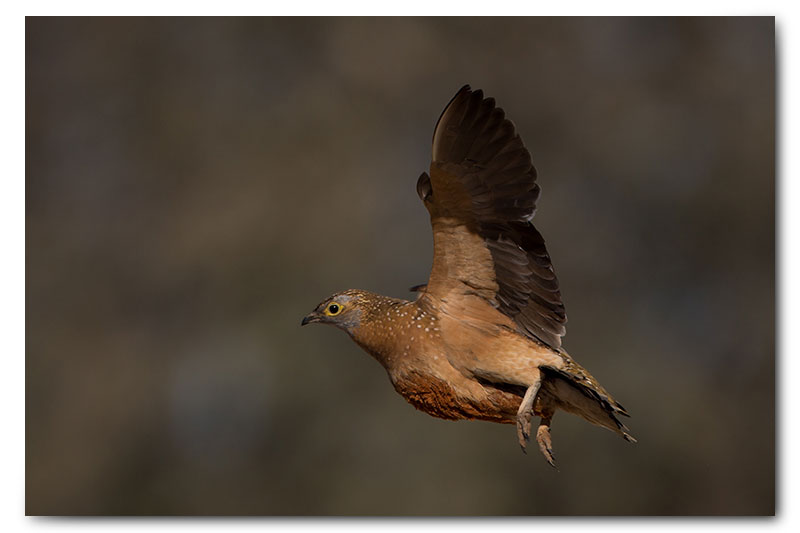 Sandgrouse flying