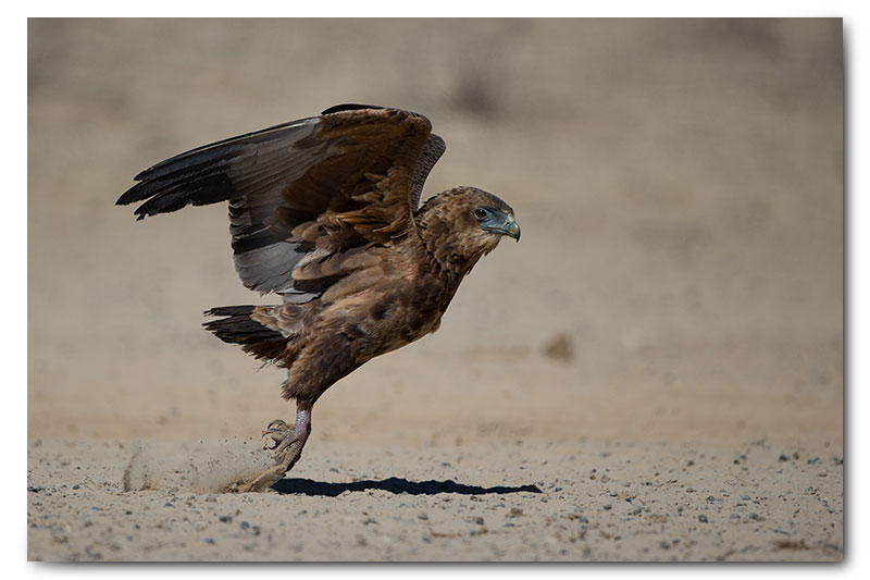 juvenile bateleur