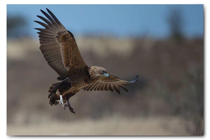 juvenile bateleur in flight